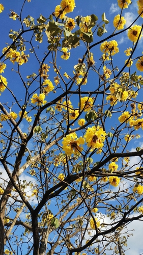 Golden Trumpet Tree (Handroanthus ochraceus)