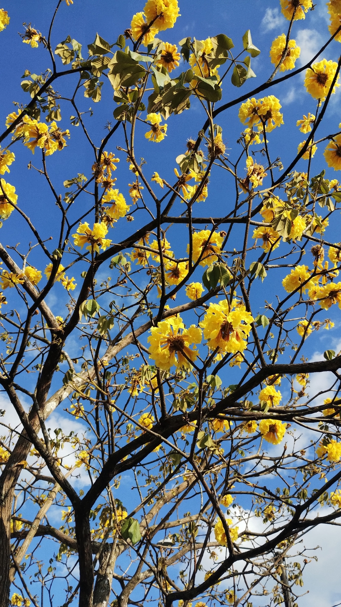 Golden Trumpet Tree (Handroanthus ochraceus)