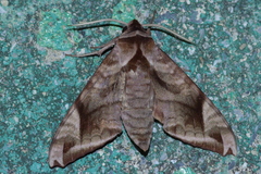 Acosmeryx naga