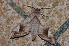 Acosmeryx naga