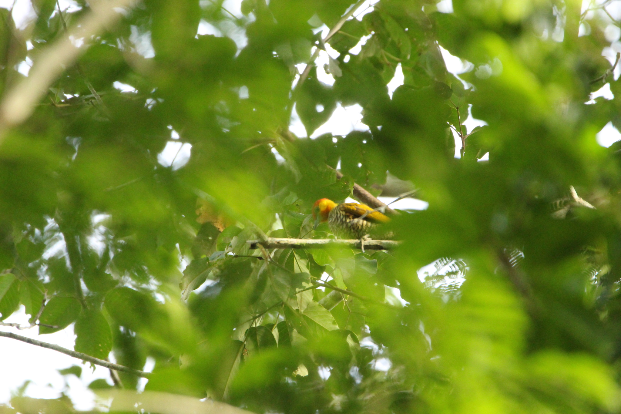 Yellow-throated Woodpecker (Piculus flavigula), photo 9