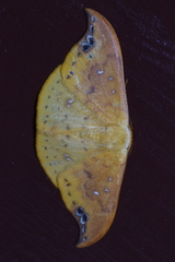 Tridrepana unispina