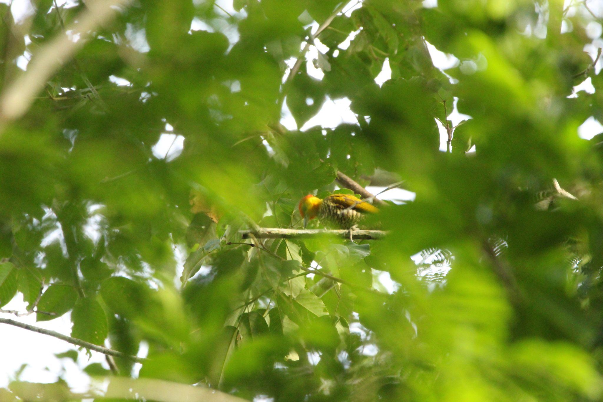 Yellow-throated Woodpecker (Piculus flavigula), photo 10