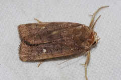 Athetis lineosella