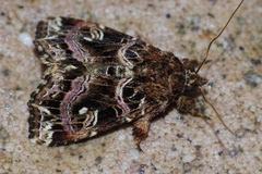 Callopistria duplicans