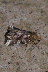 Callopistria duplicans