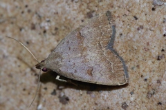 Polypogon ryukyuensis