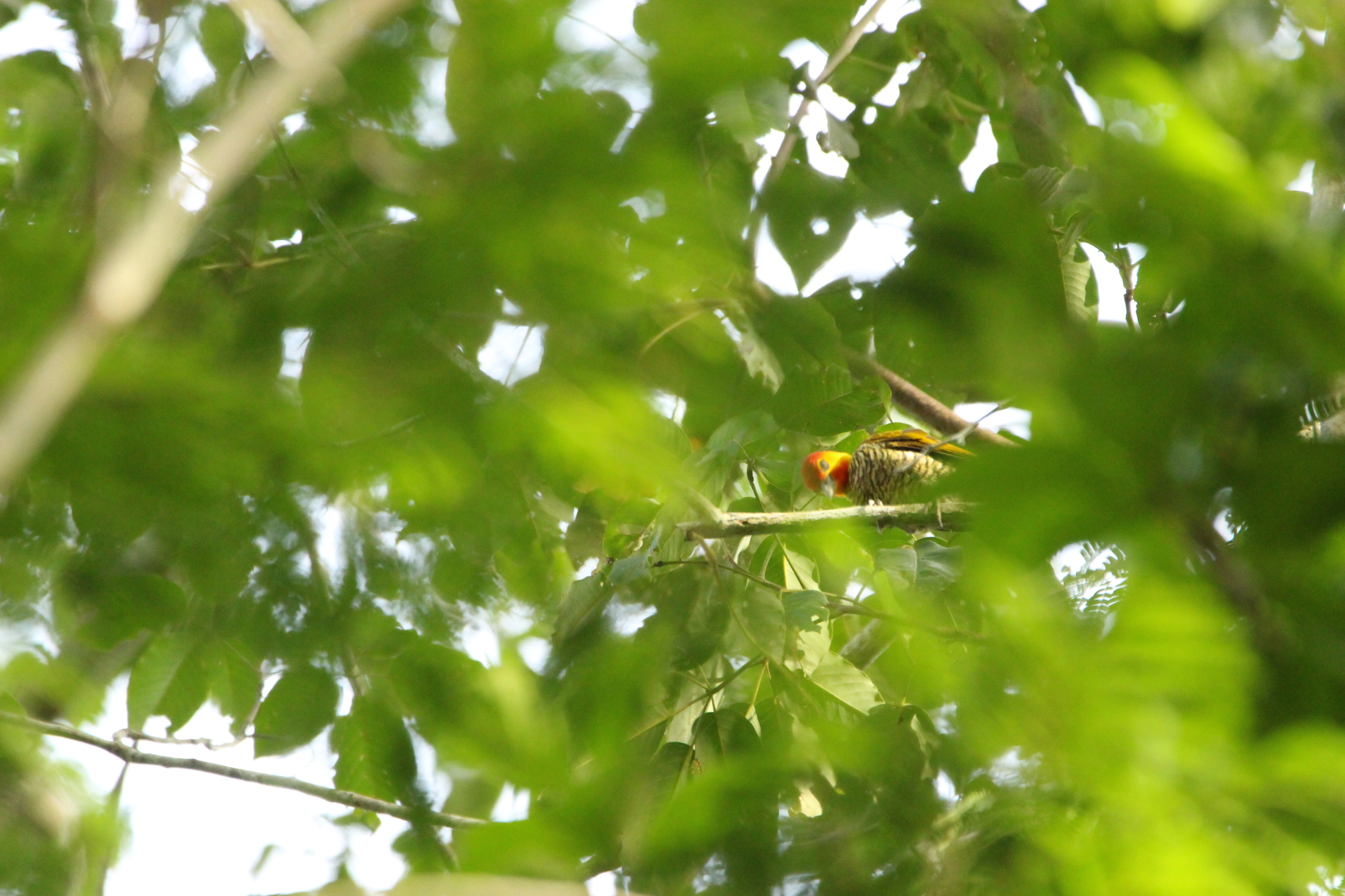 Yellow-throated Woodpecker (Piculus flavigula), photo 8