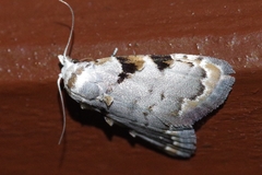 Nola exumbrata