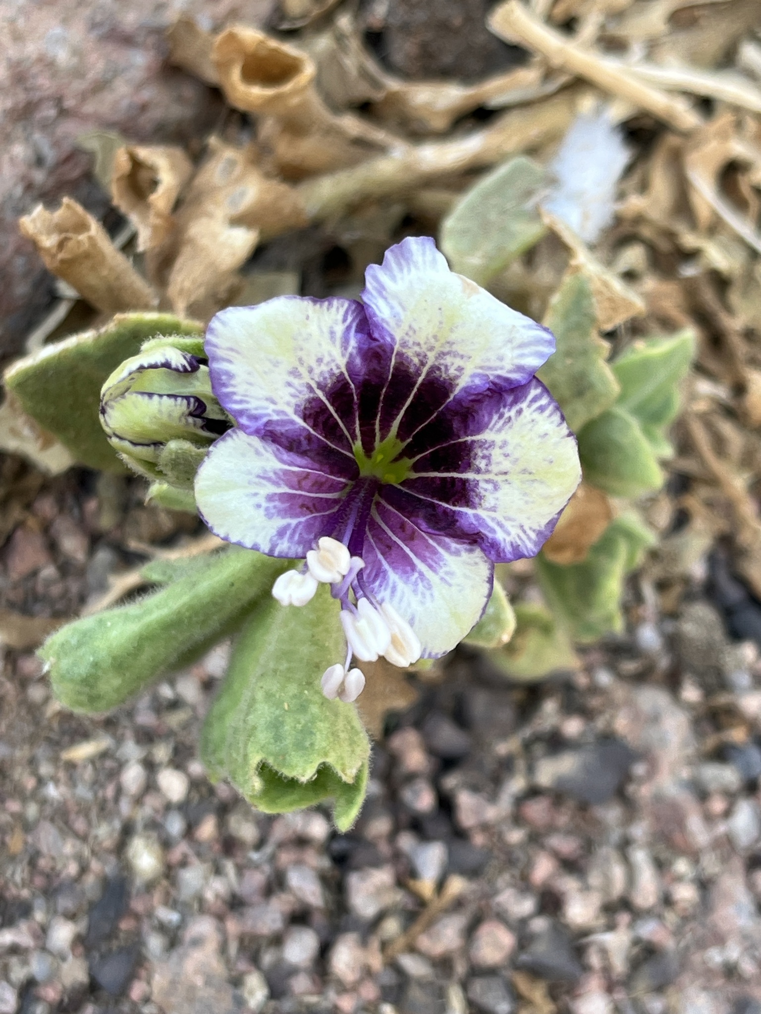 Hyoscyamus boveanus