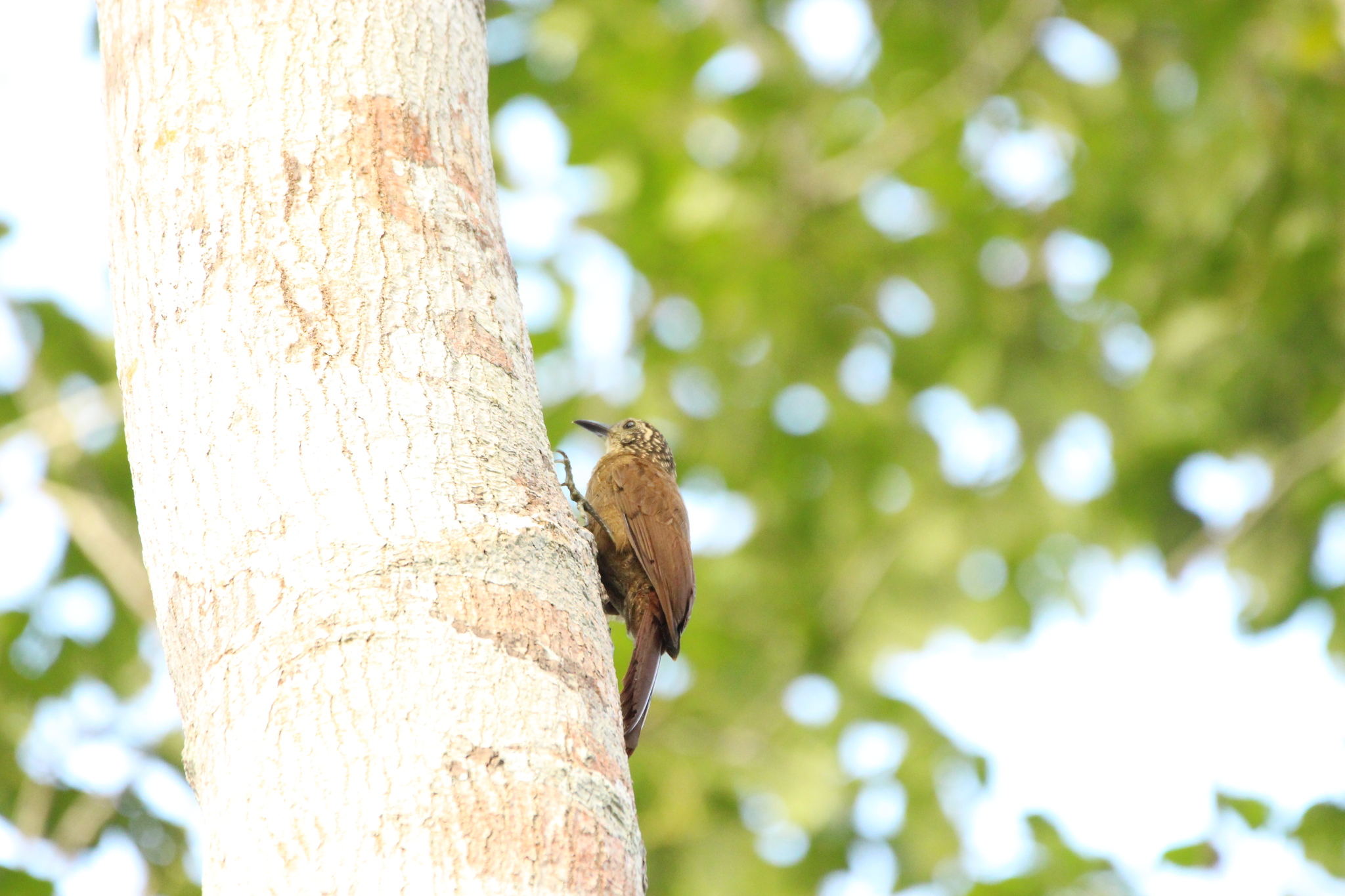 Planalto Woodcreeper (Dendrocolaptes platyrostris), photo 4