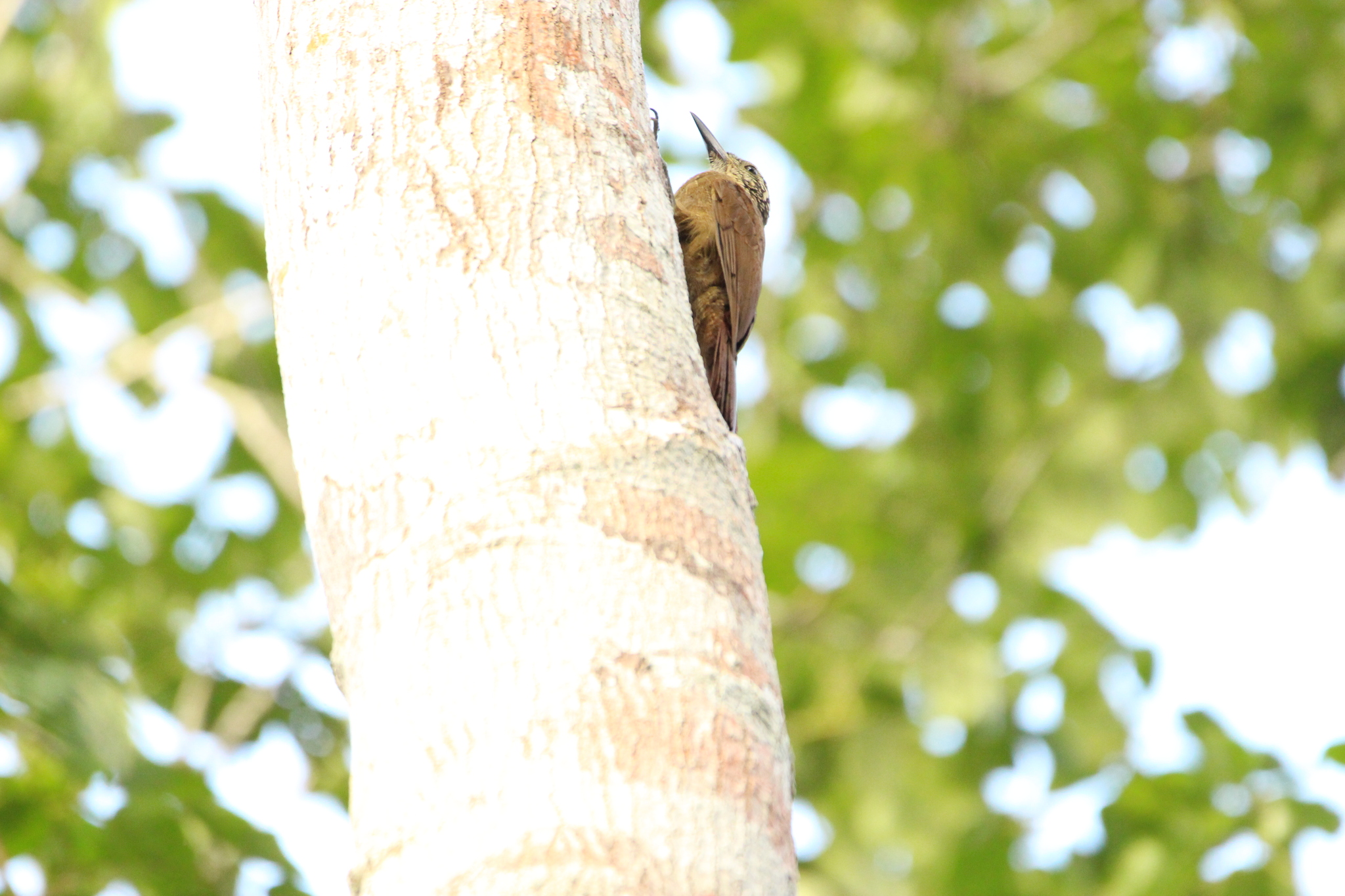 Planalto Woodcreeper (Dendrocolaptes platyrostris), photo 5