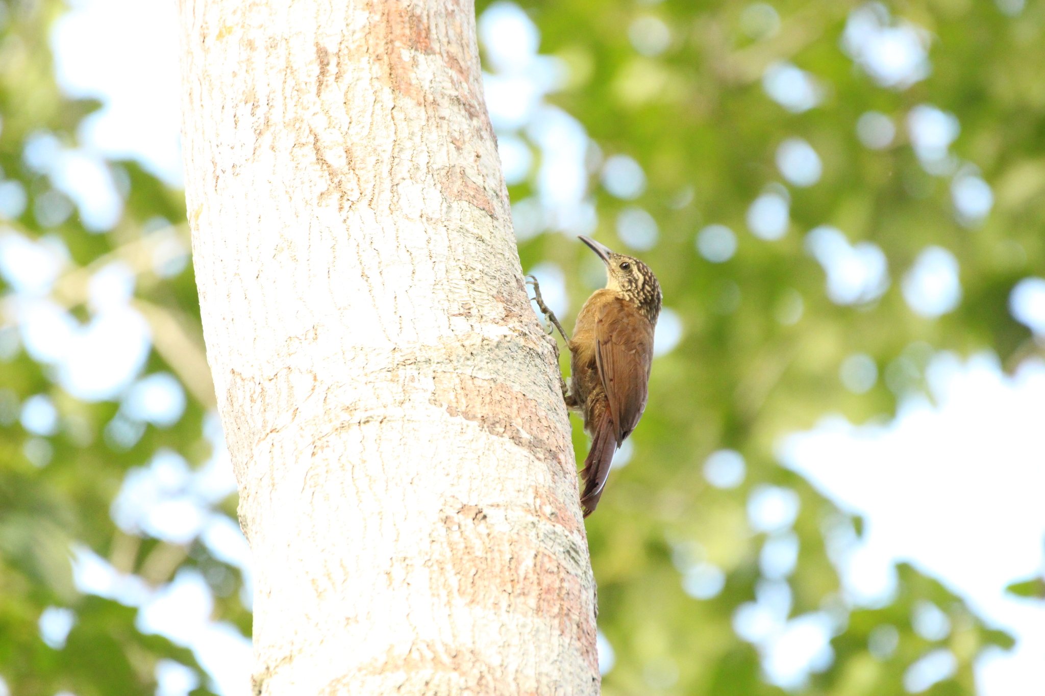 Planalto Woodcreeper (Dendrocolaptes platyrostris), photo 3