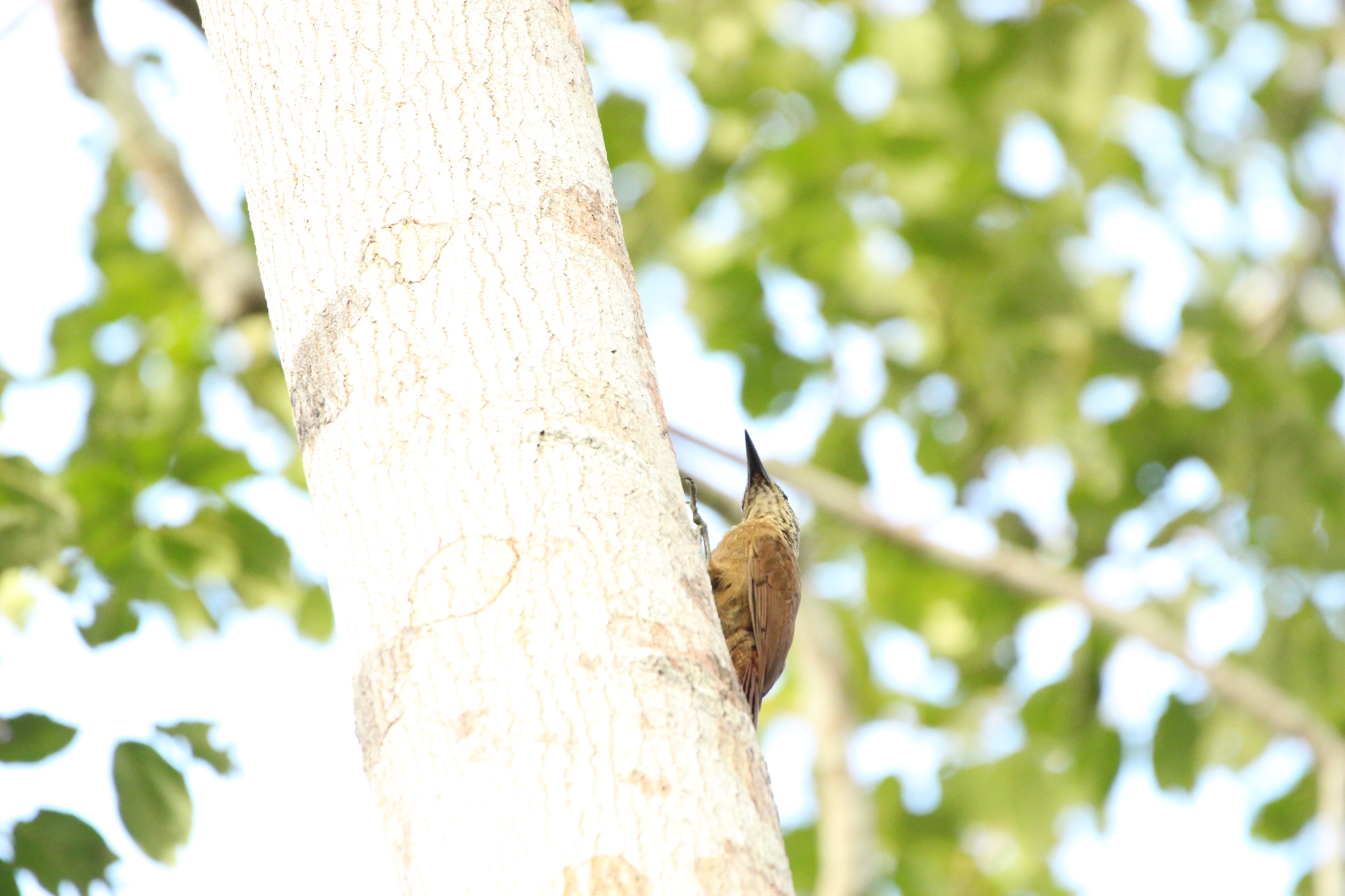 Planalto Woodcreeper (Dendrocolaptes platyrostris), photo 7