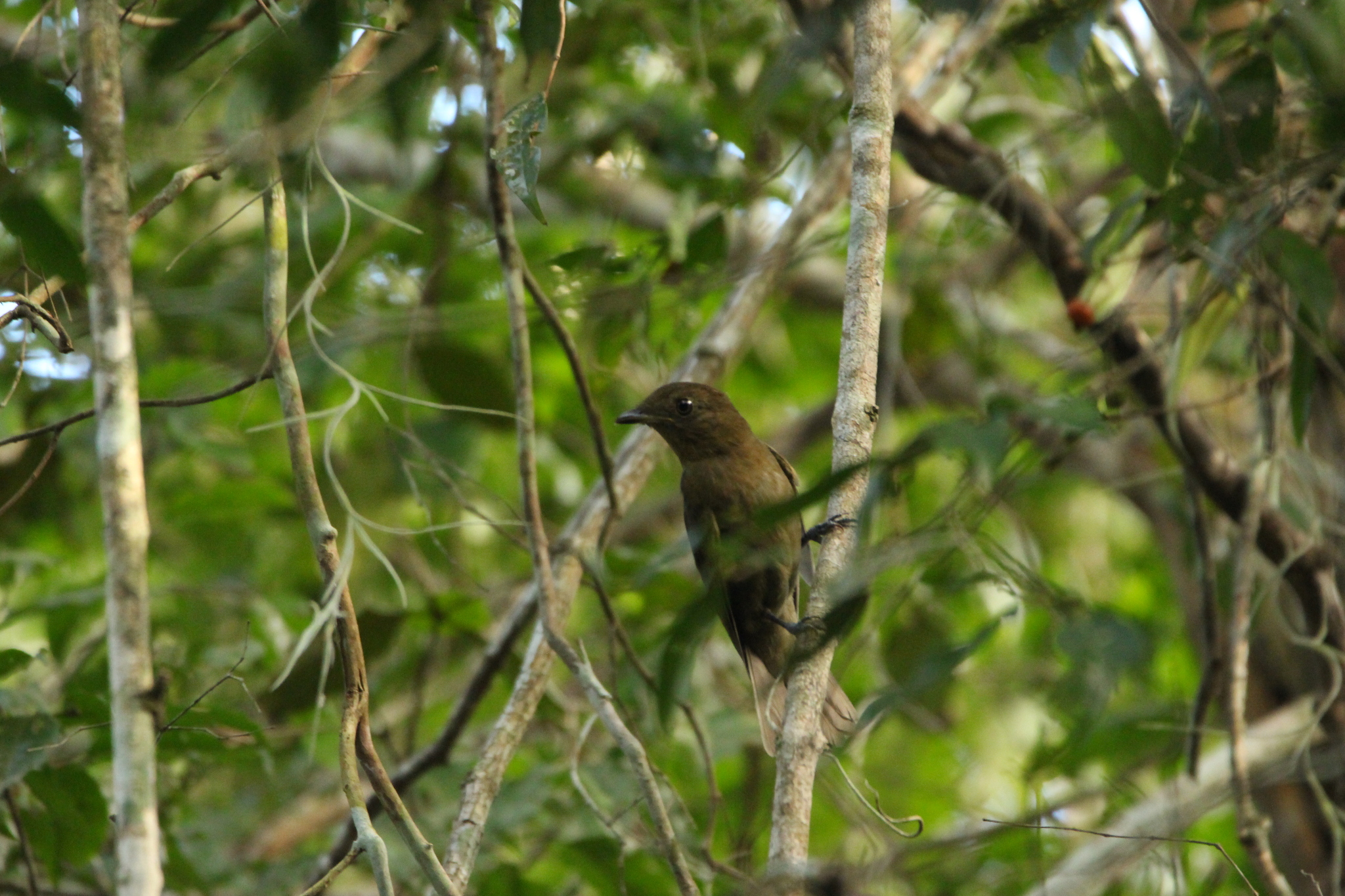 Brown-winged Schiffornis (Schiffornis turdina), photo 8