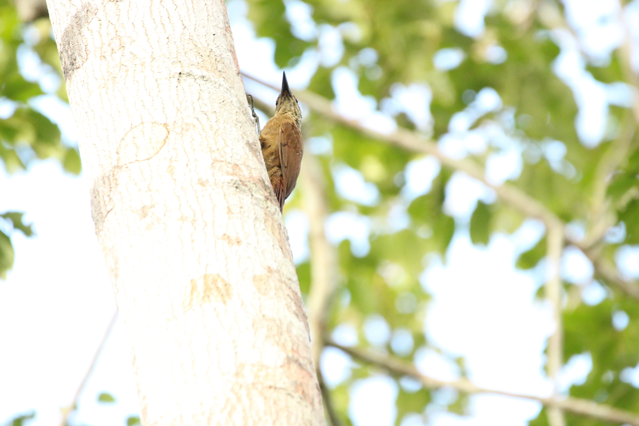 Planalto Woodcreeper (Dendrocolaptes platyrostris), photo 6
