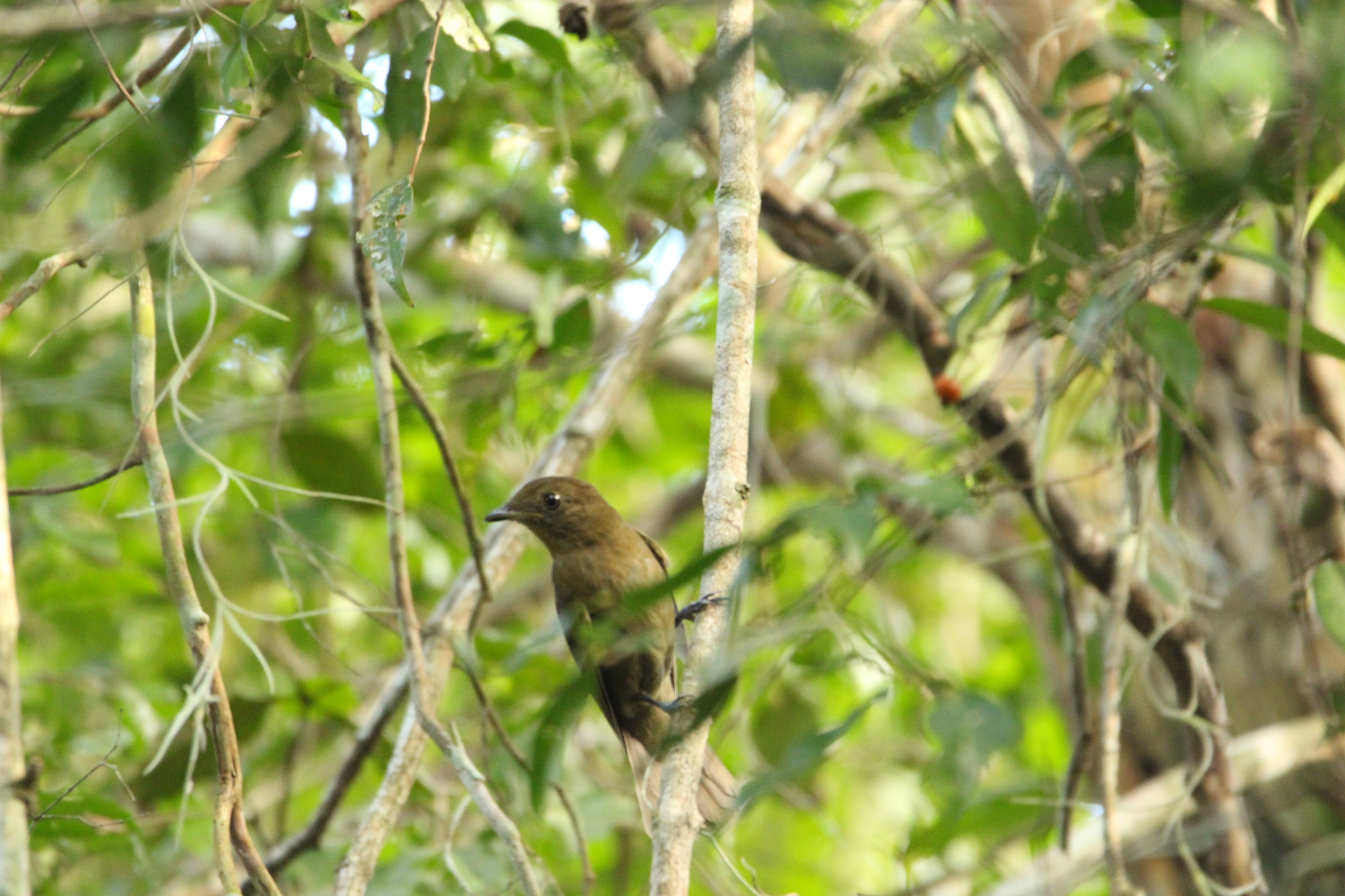 Brown-winged Schiffornis (Schiffornis turdina), photo 9