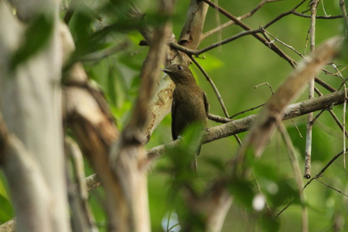 Brown-winged Schiffornis (Schiffornis turdina), photo 10