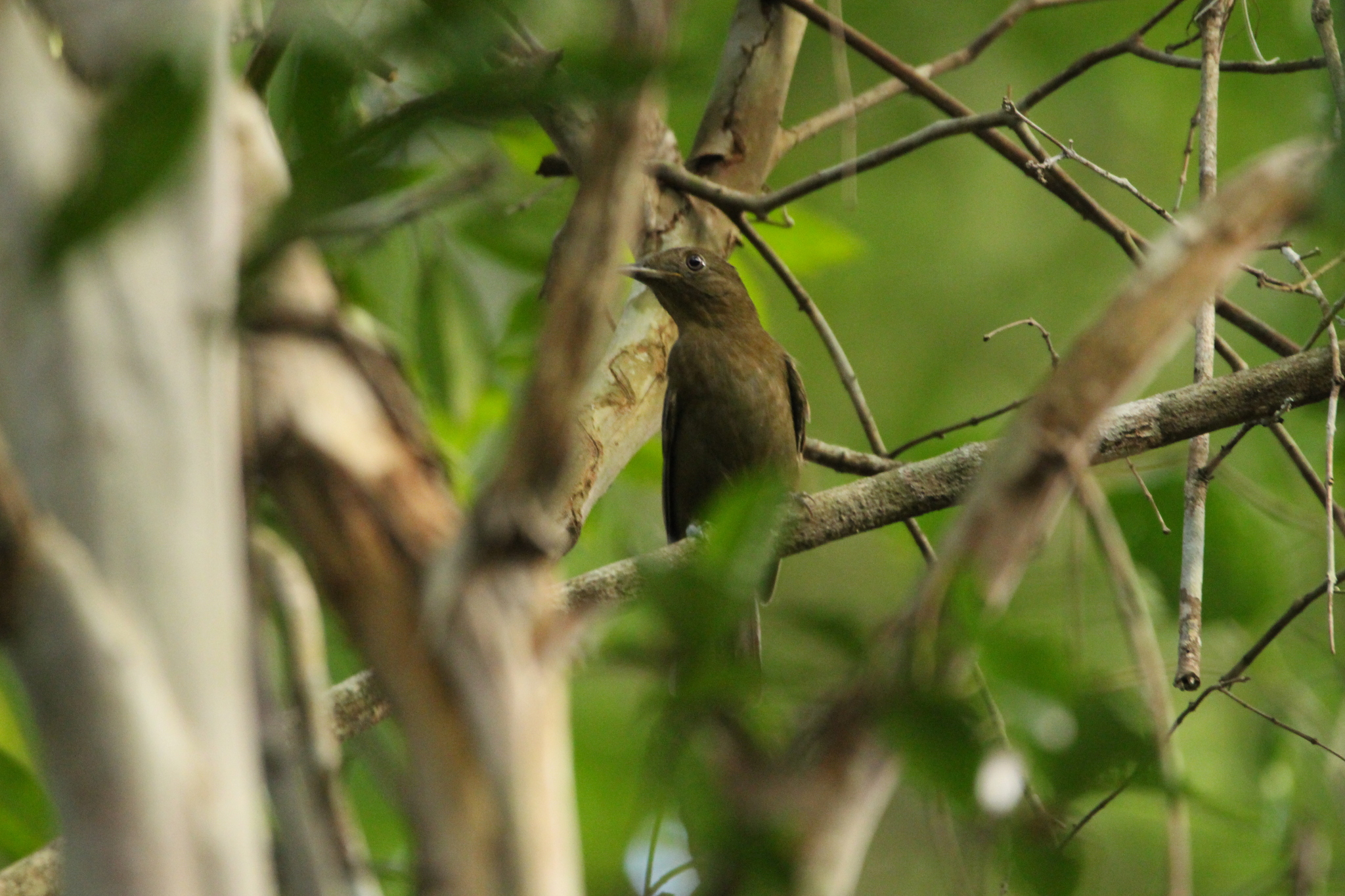 Brown-winged Schiffornis (Schiffornis turdina), photo 10