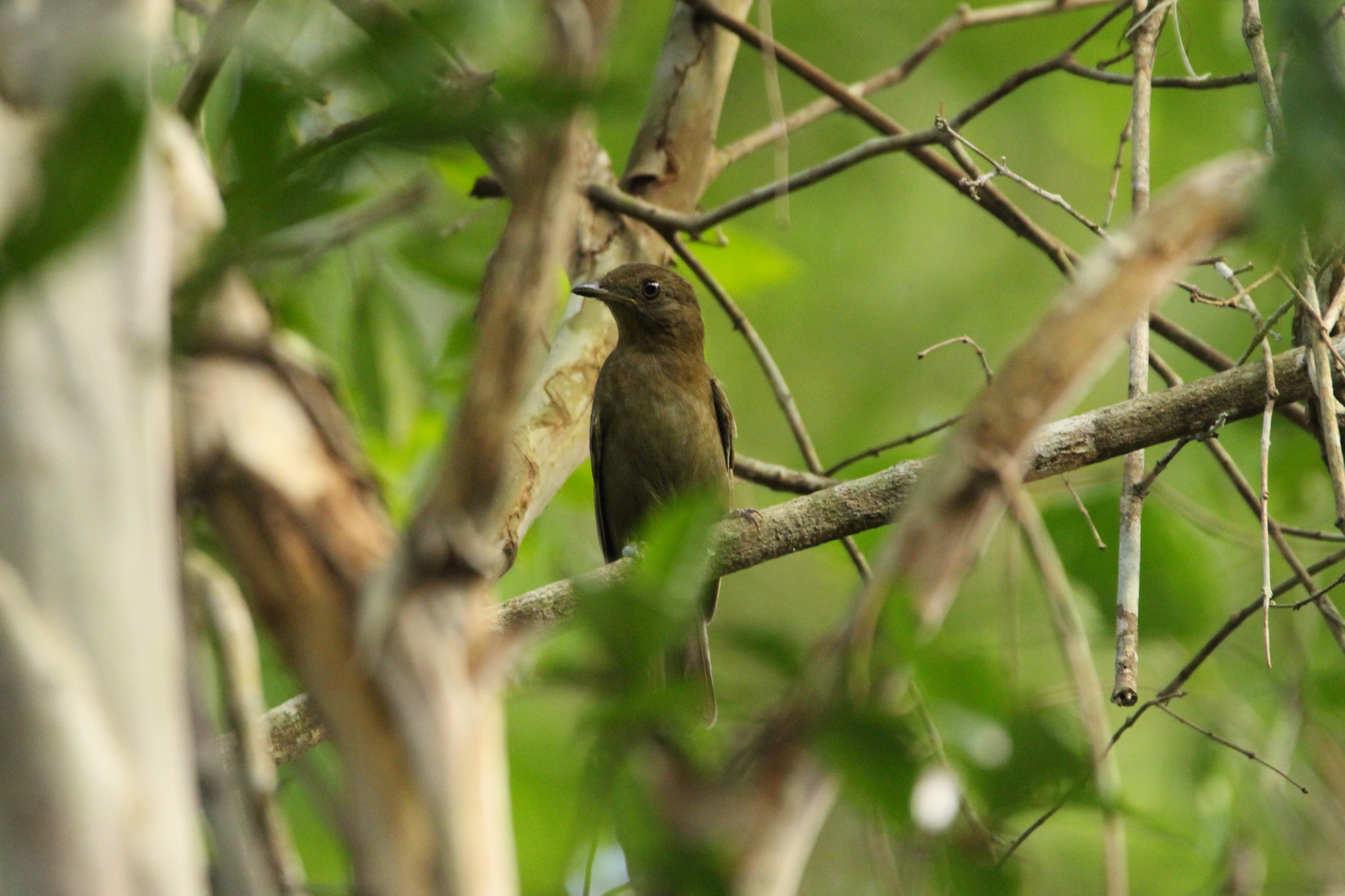 Brown-winged Schiffornis (Schiffornis turdina), photo 4