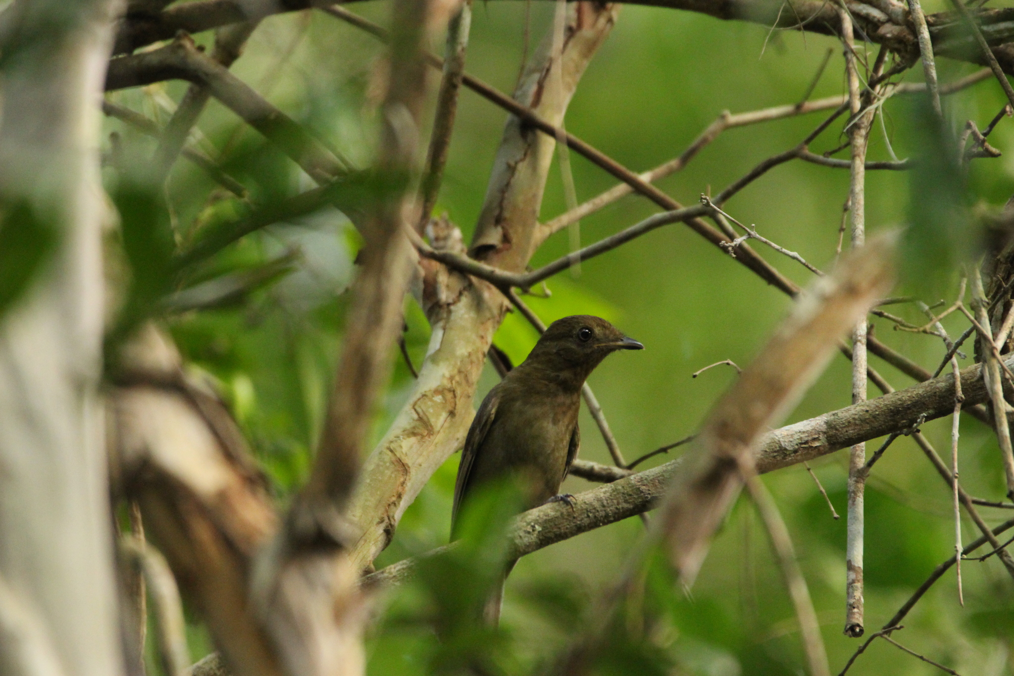 Brown-winged Schiffornis (Schiffornis turdina), photo 3