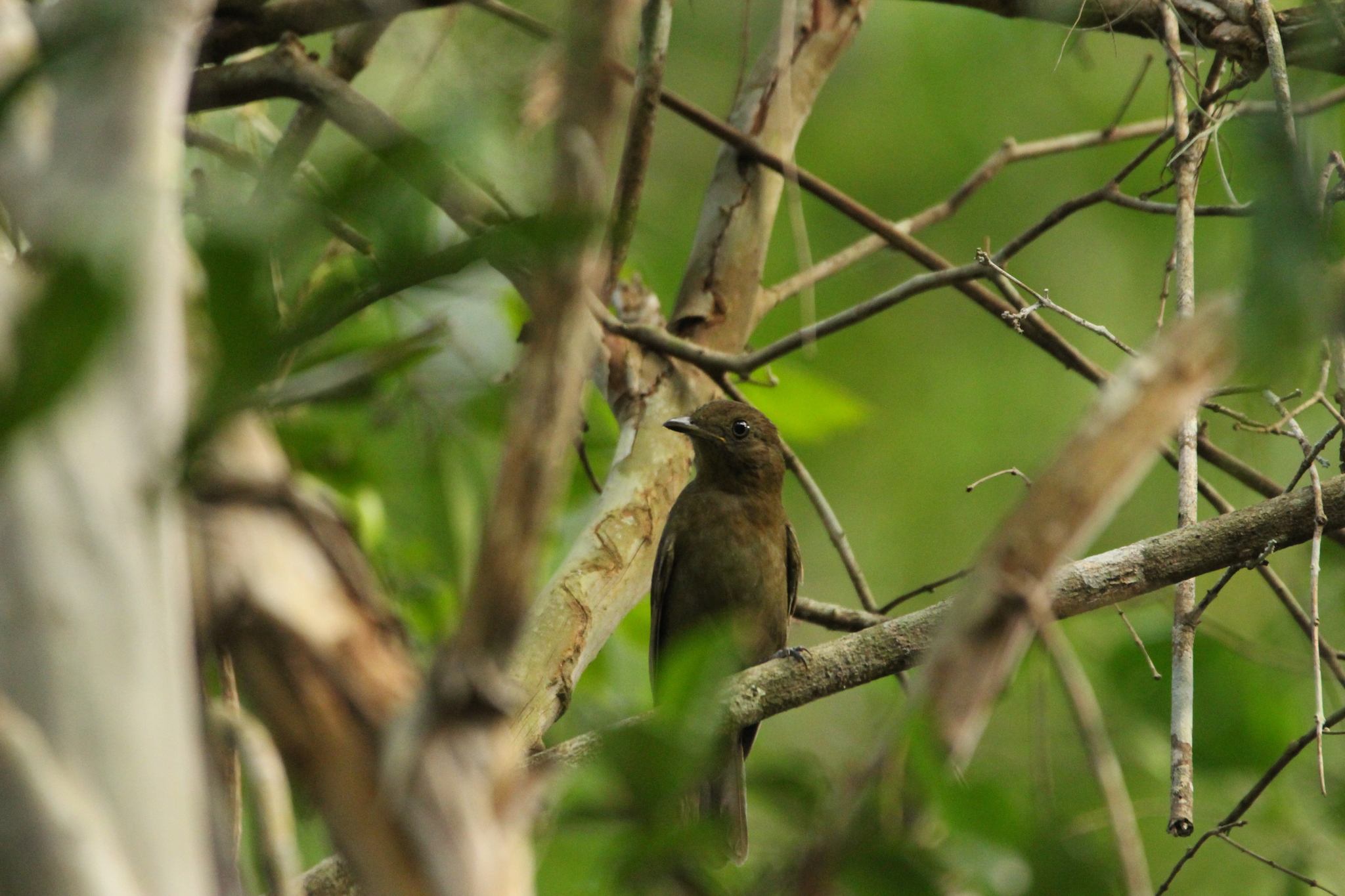 Brown-winged Schiffornis (Schiffornis turdina), photo 2