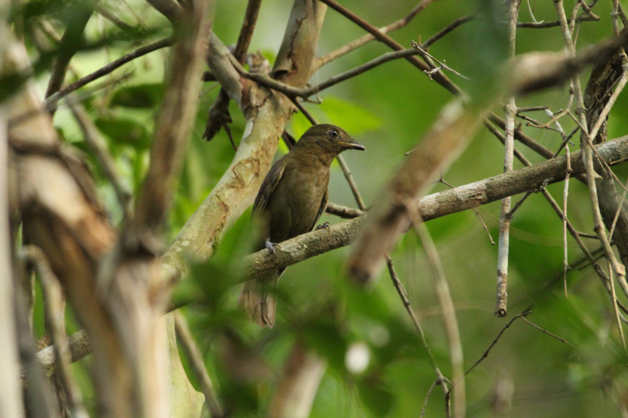 Brown-winged Schiffornis (Schiffornis turdina), photo 6
