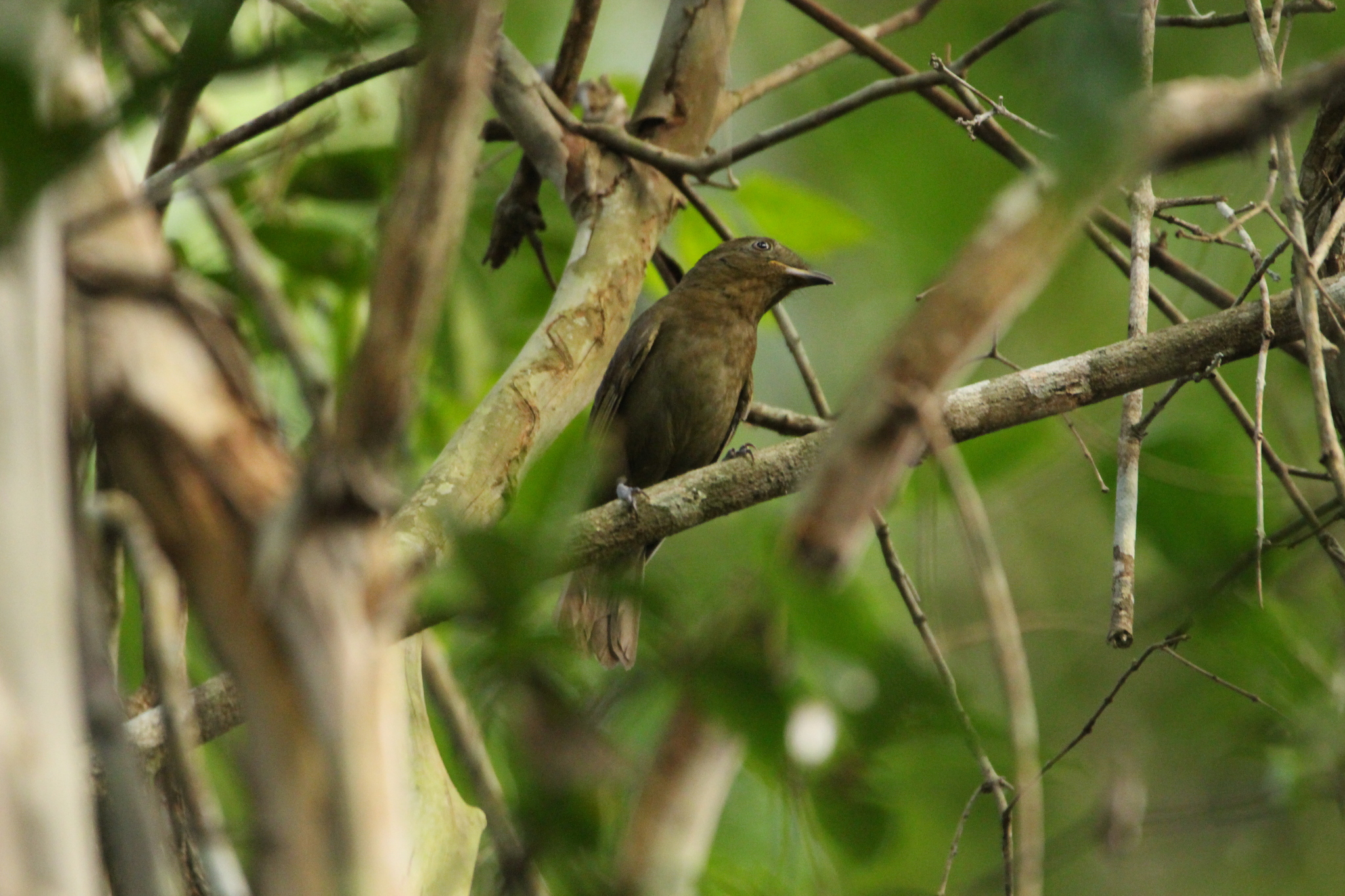 Brown-winged Schiffornis (Schiffornis turdina), photo 7
