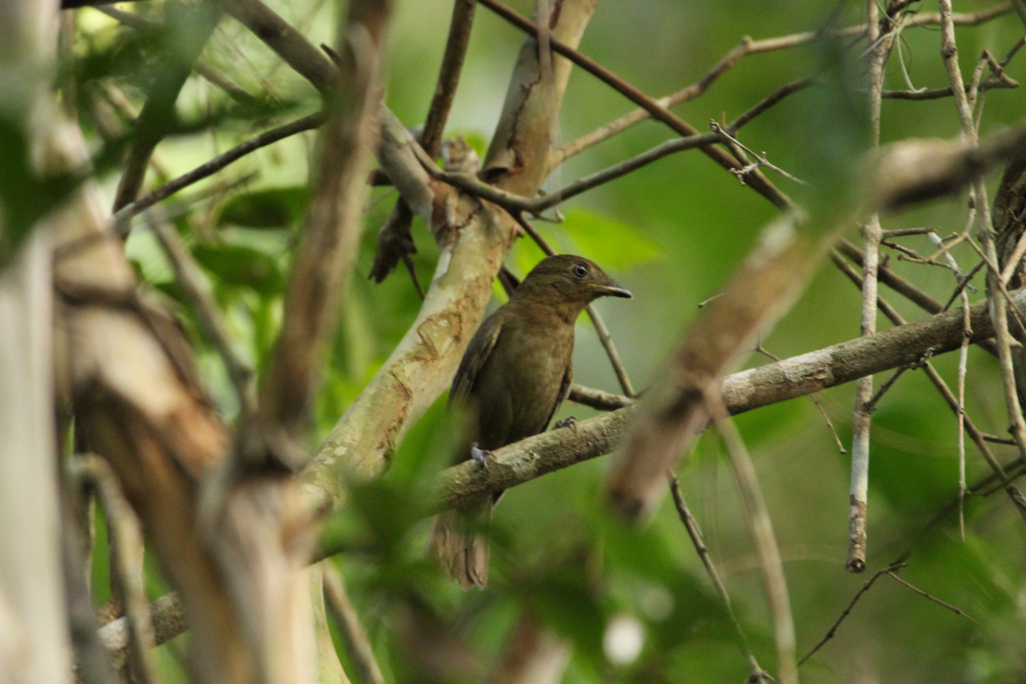 Brown-winged Schiffornis (Schiffornis turdina), photo 5