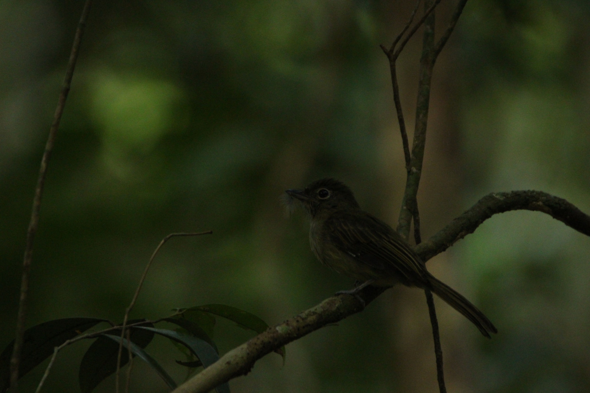 Eastern Olivaceous Flatbill (Rhynchocyclus olivaceus), photo 2
