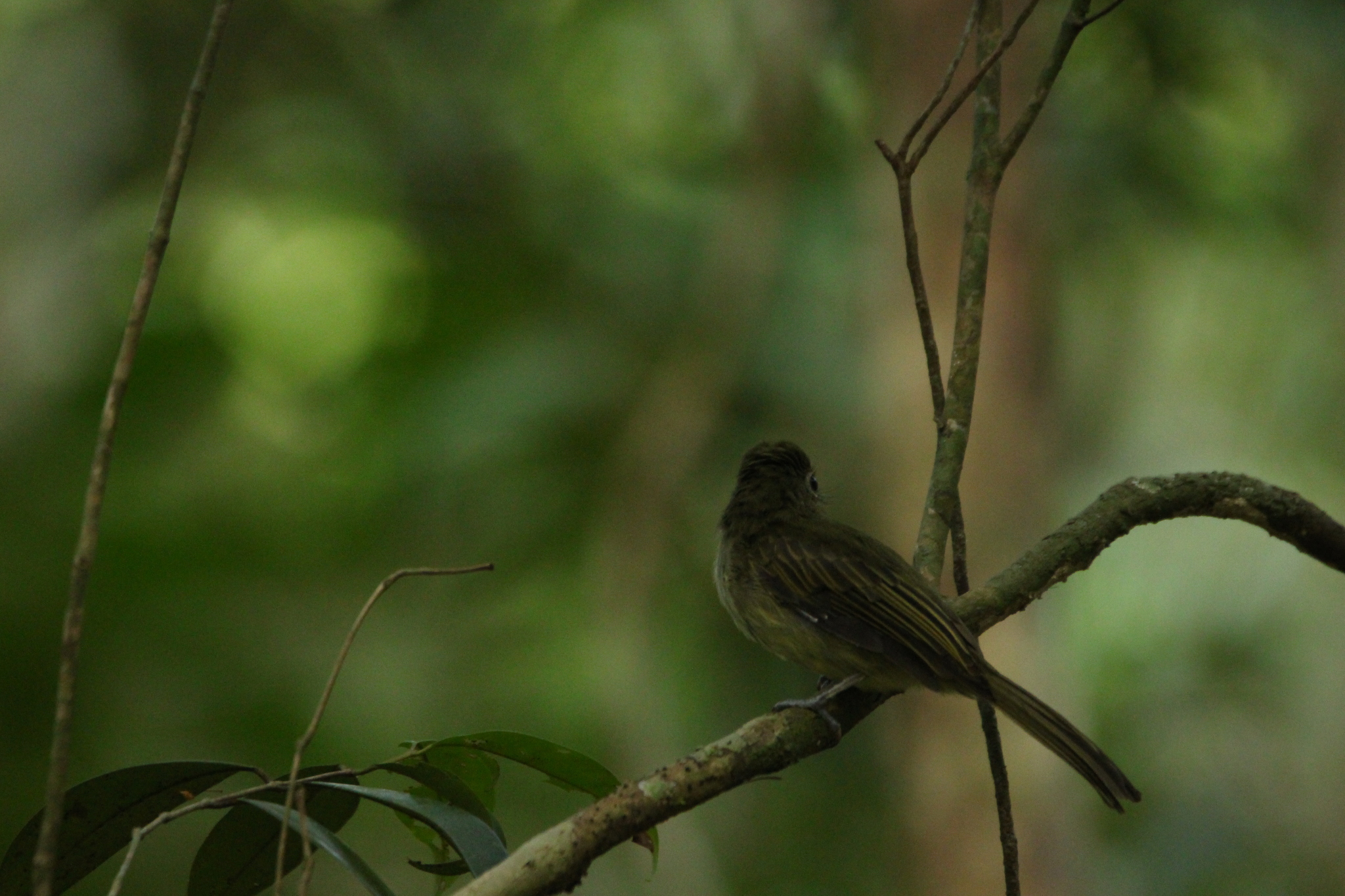 Eastern Olivaceous Flatbill (Rhynchocyclus olivaceus), photo 3