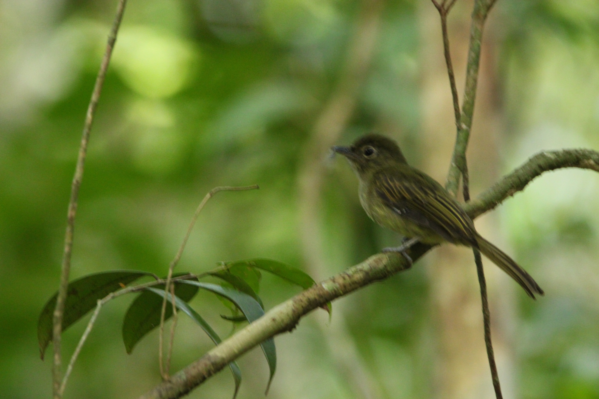 Eastern Olivaceous Flatbill (Rhynchocyclus olivaceus), photo 10
