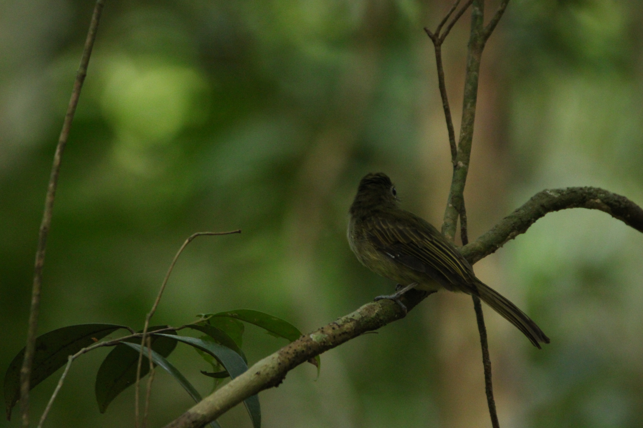 Eastern Olivaceous Flatbill (Rhynchocyclus olivaceus), photo 9
