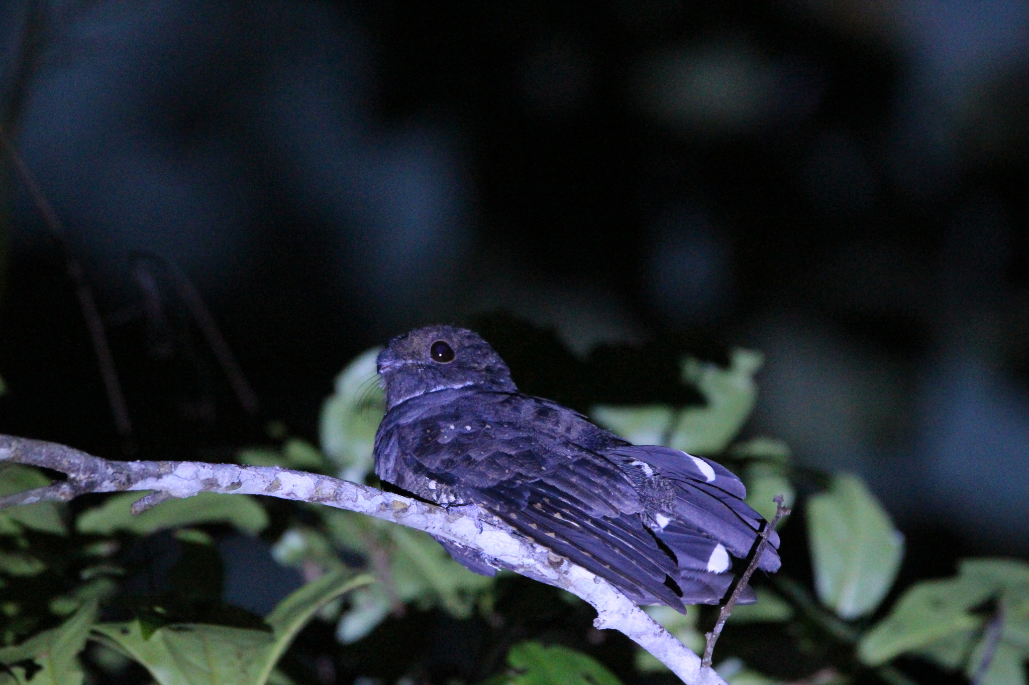 Ocellated Poorwill (Nyctiphrynus ocellatus), photo 4