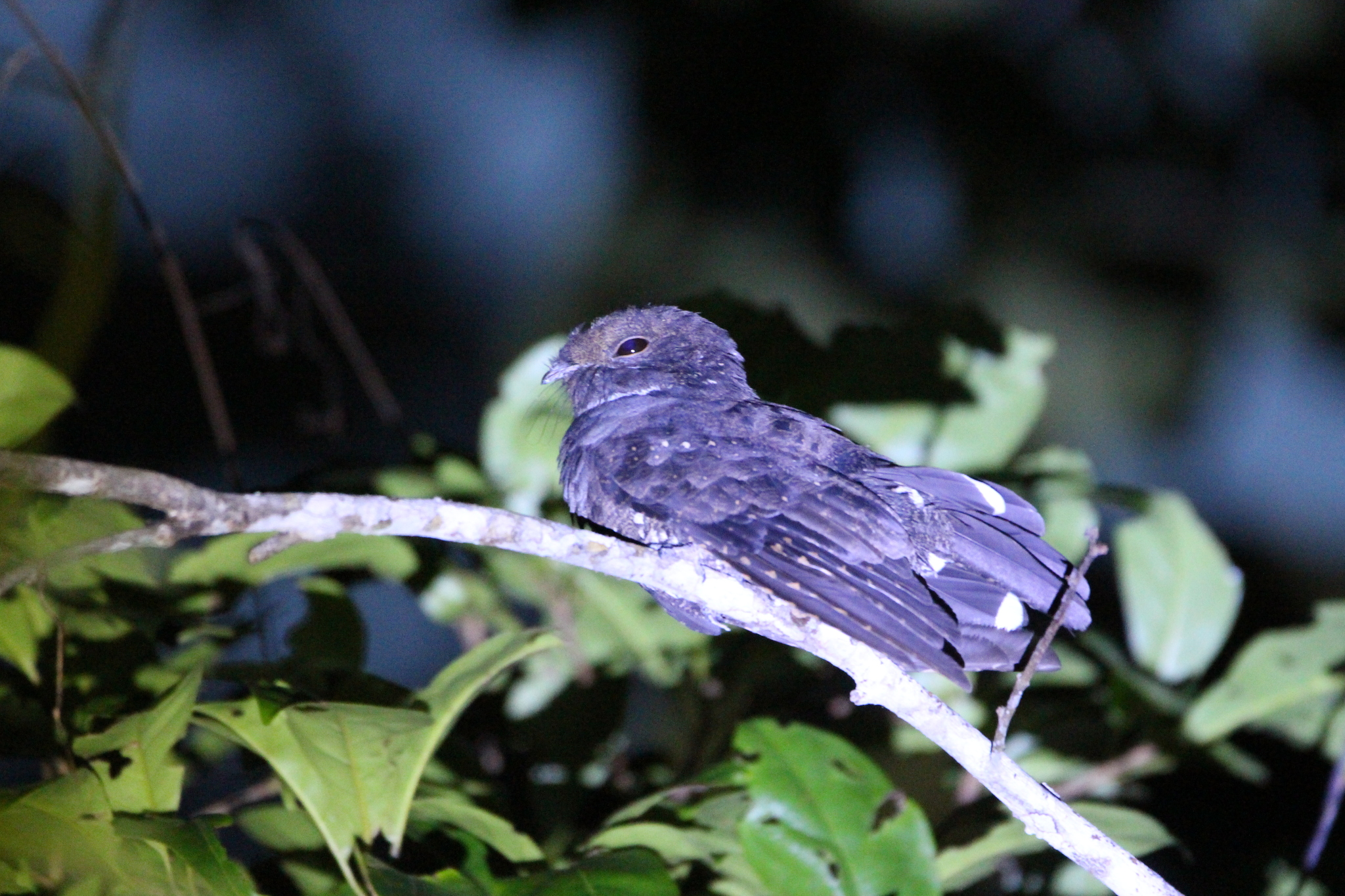 Ocellated Poorwill (Nyctiphrynus ocellatus), photo 6