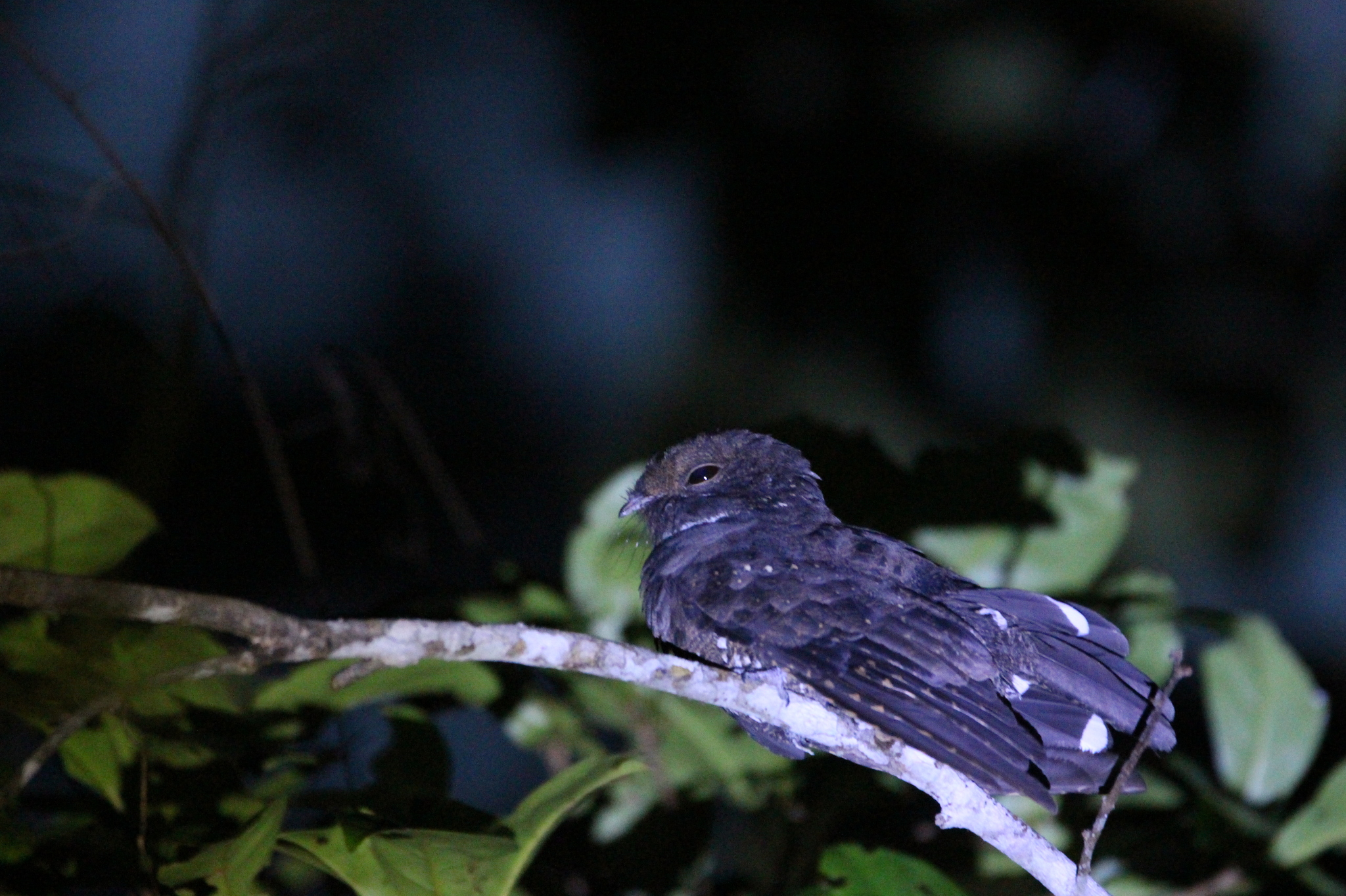 Ocellated Poorwill (Nyctiphrynus ocellatus), photo 7