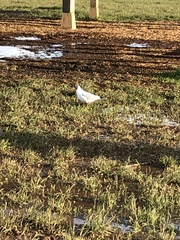 Chroicocephalus ridibundus