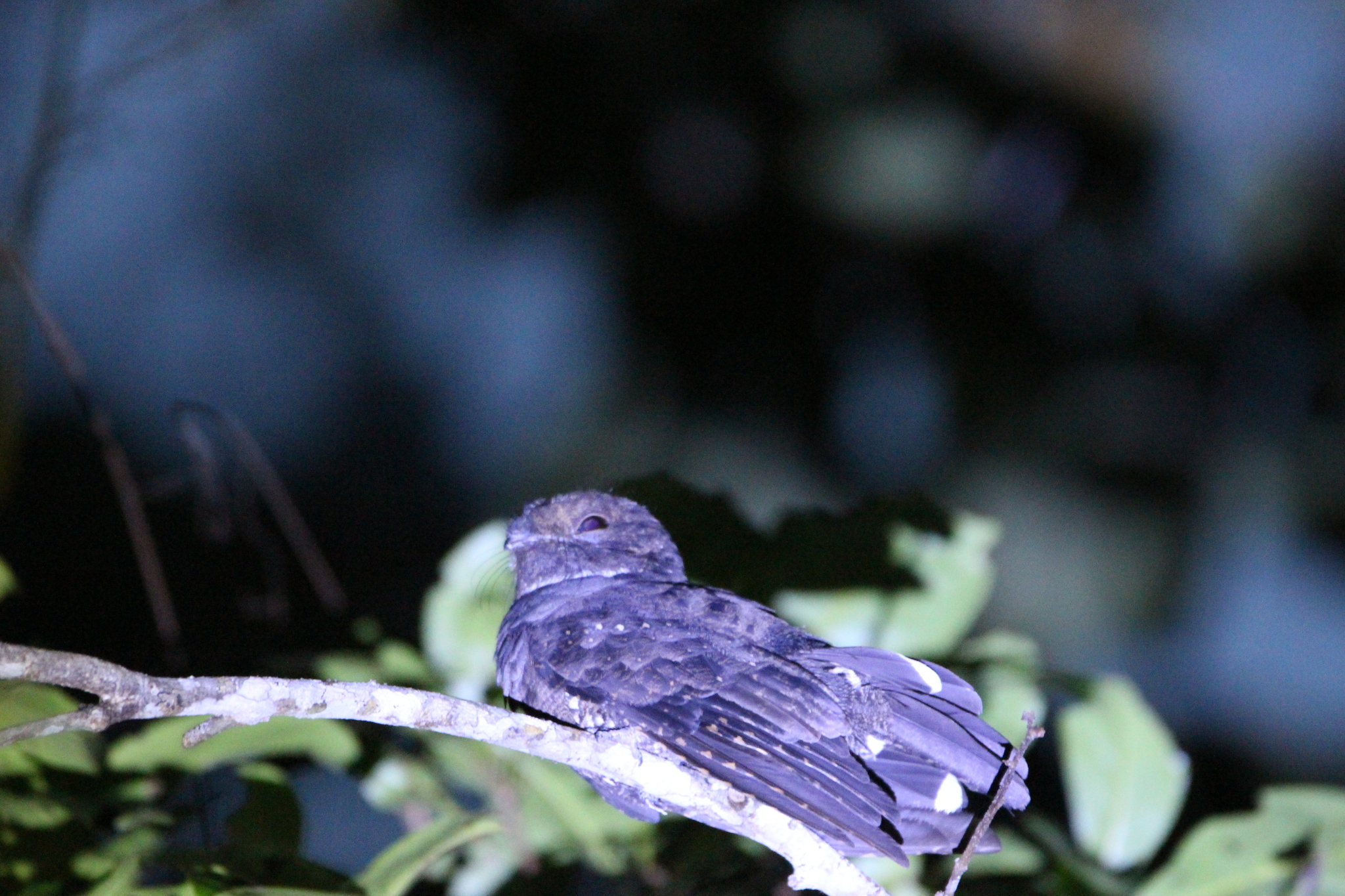 Ocellated Poorwill (Nyctiphrynus ocellatus), photo 5