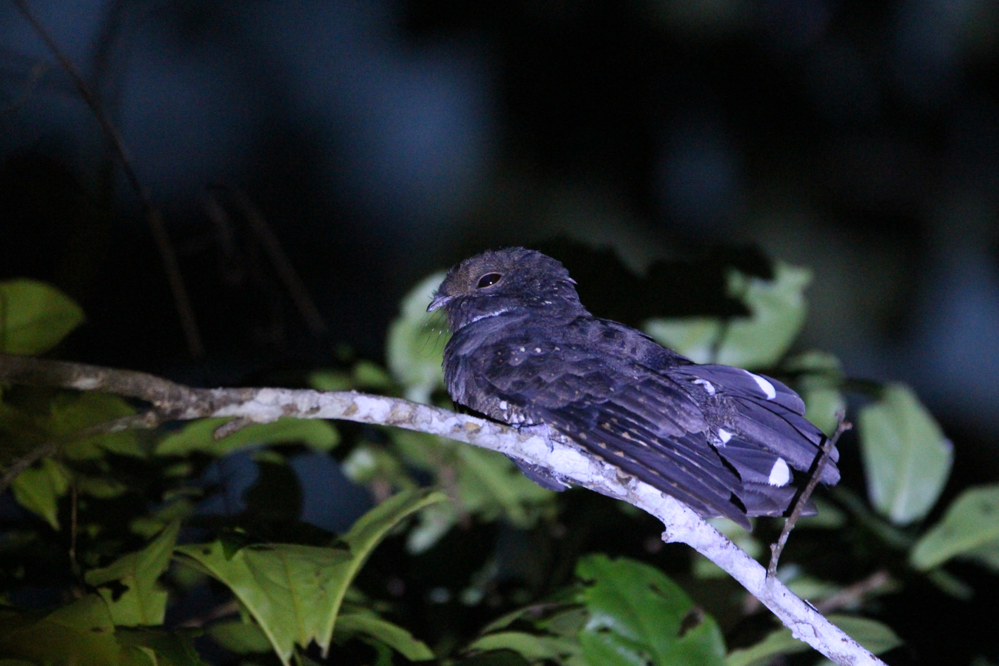 Ocellated Poorwill (Nyctiphrynus ocellatus), photo 8