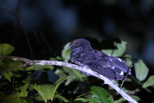 Ocellated Poorwill (Nyctiphrynus ocellatus)