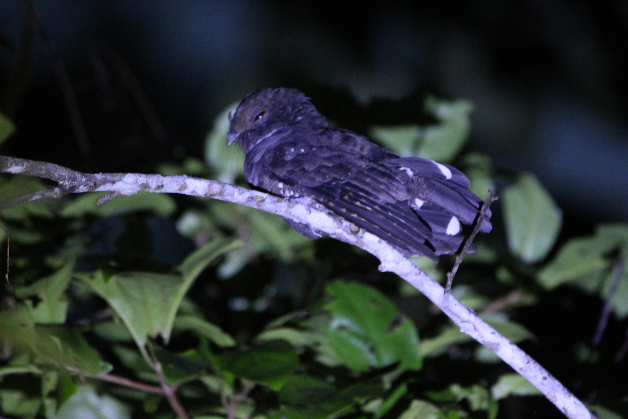 Ocellated Poorwill (Nyctiphrynus ocellatus), photo 3