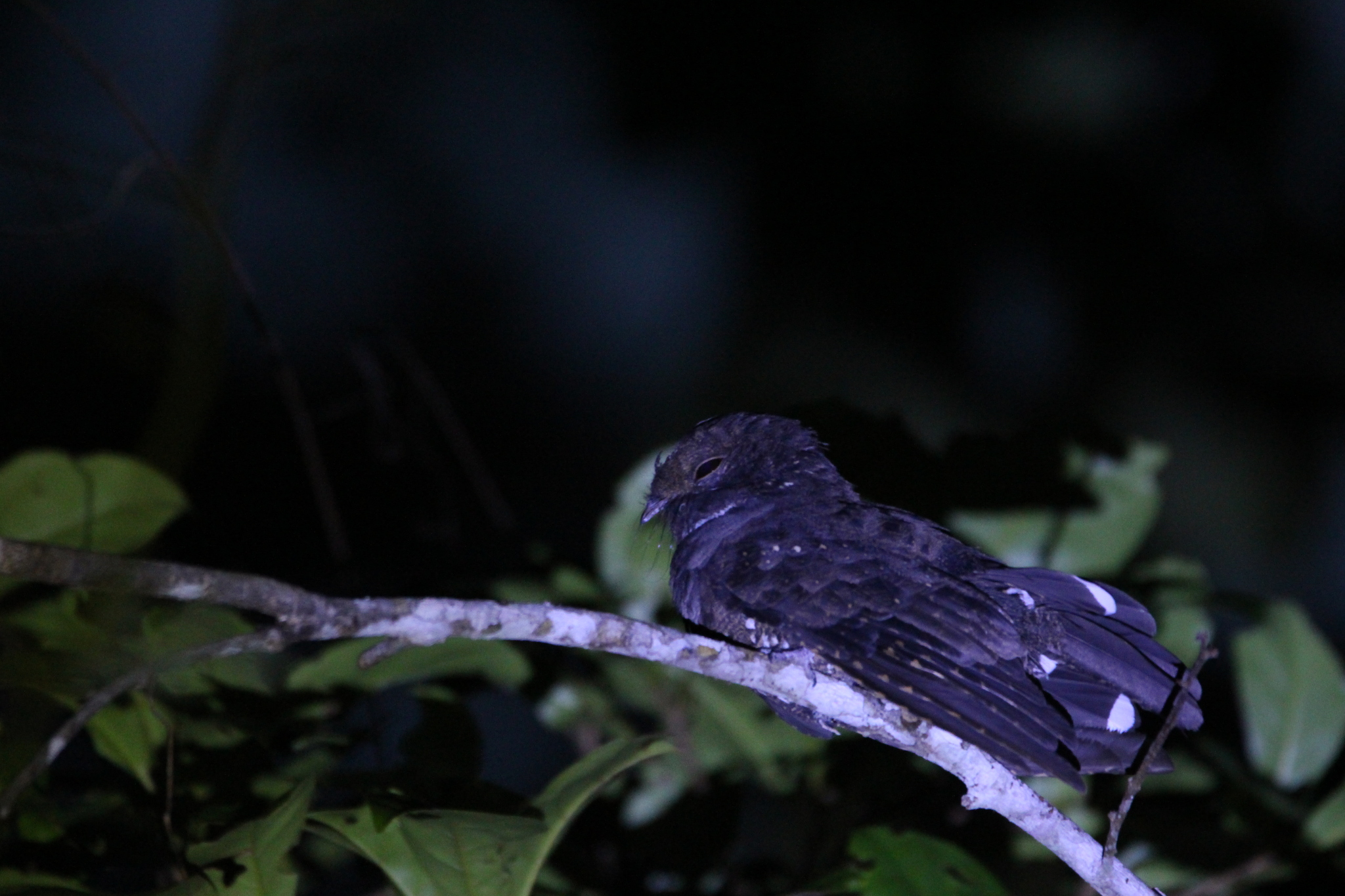 Ocellated Poorwill (Nyctiphrynus ocellatus), photo 2