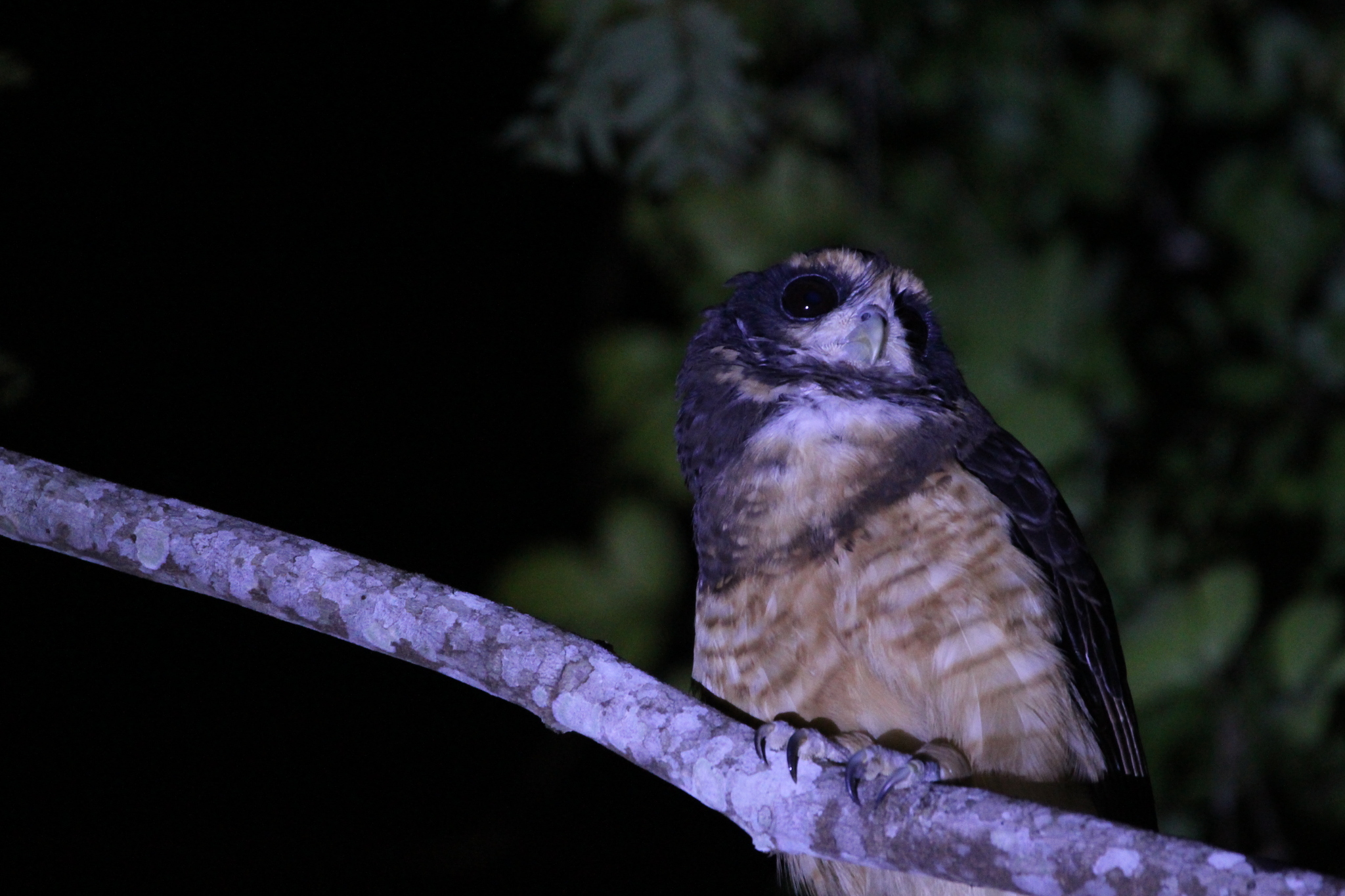 Tawny-browed Owl (Pulsatrix koeniswaldiana), photo 1