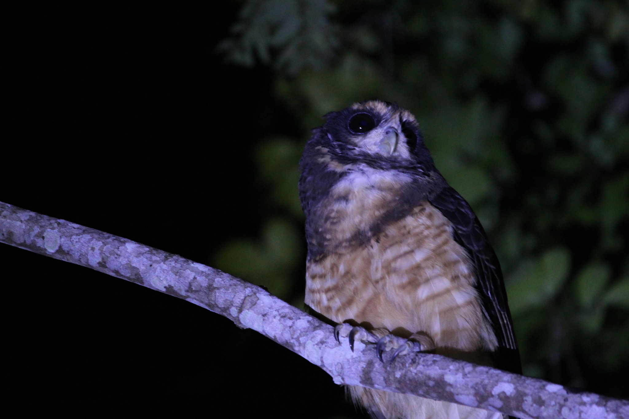 Tawny-browed Owl (Pulsatrix koeniswaldiana), photo 2