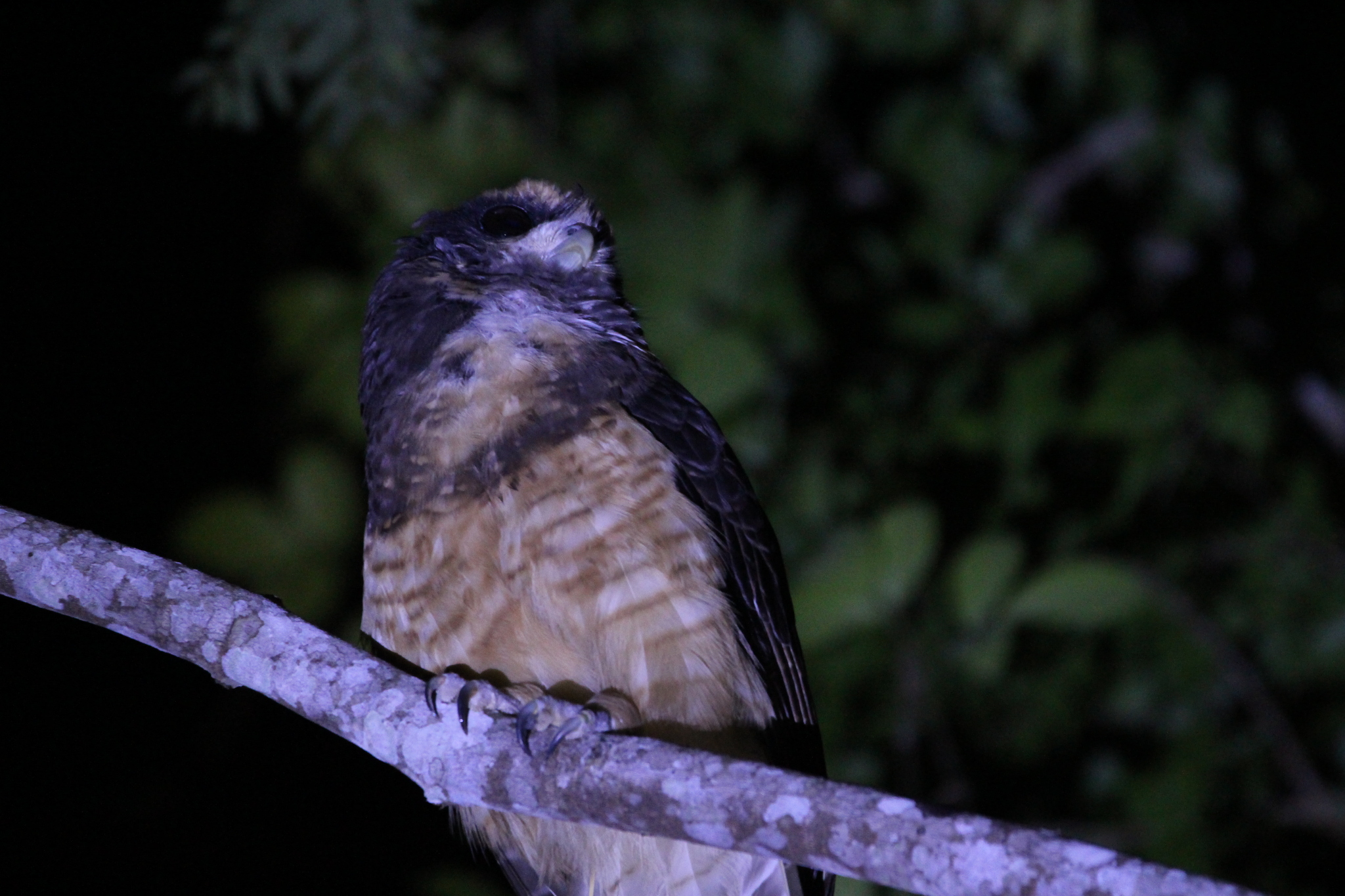 Tawny-browed Owl (Pulsatrix koeniswaldiana), photo 5