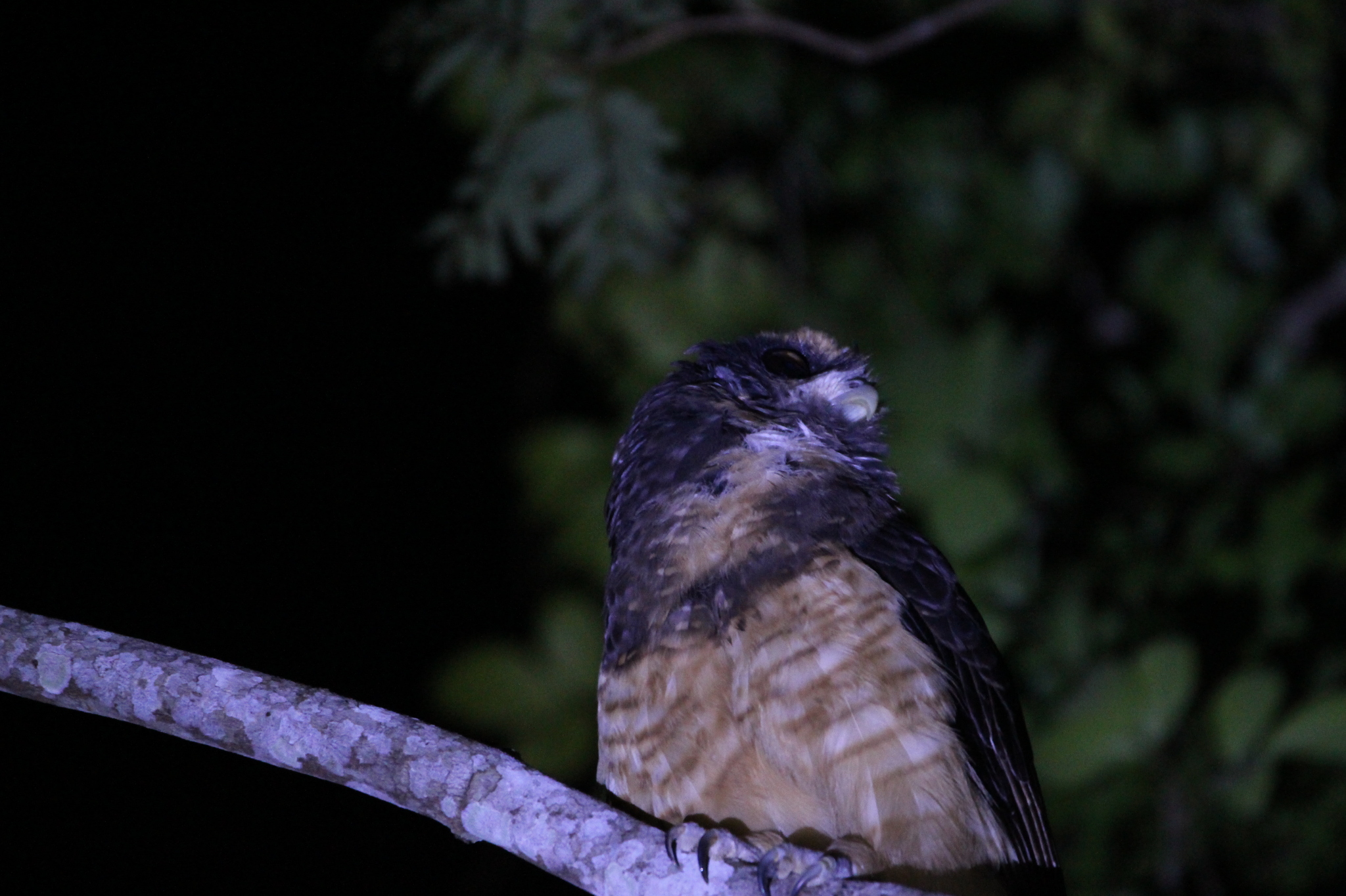 Tawny-browed Owl (Pulsatrix koeniswaldiana), photo 6