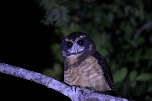 Tawny-browed Owl (Pulsatrix koeniswaldiana), photo 8