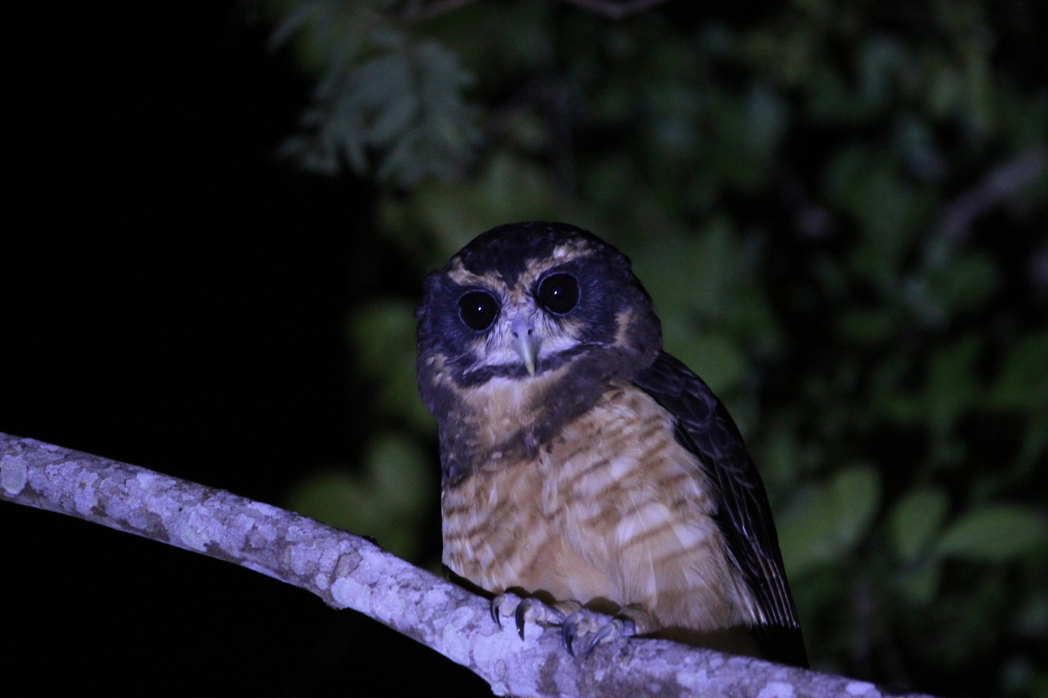 Tawny-browed Owl (Pulsatrix koeniswaldiana), photo 8