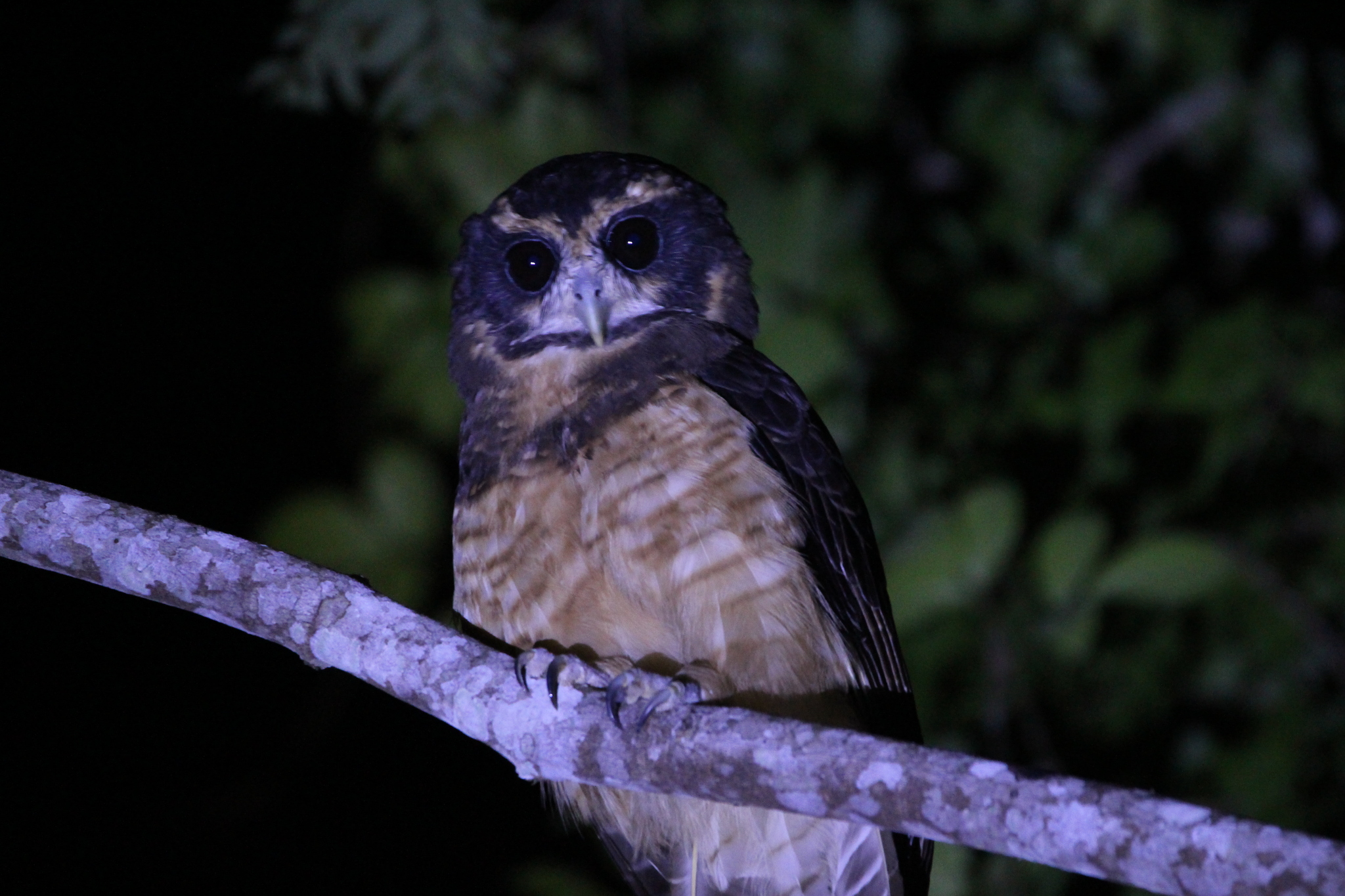 Tawny-browed Owl (Pulsatrix koeniswaldiana), photo 7