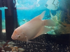 Osphronemus goramy